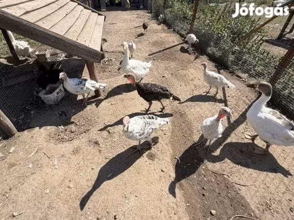 رويال بالم