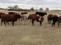 Կով, Swiss cattle — լուսանկար 1