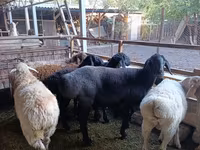 Қой, Rhon sheep — 2-сурет