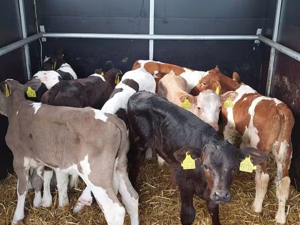 Bulle, Simmental cattle