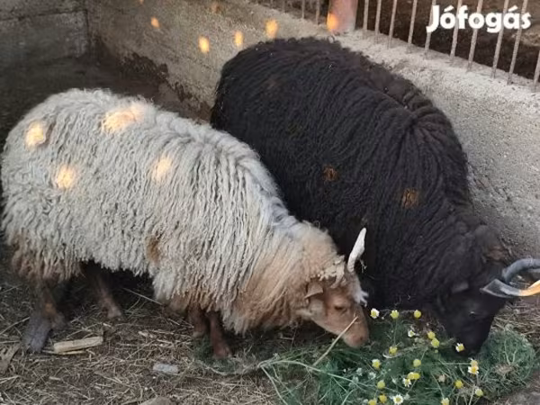 Қой, Racka sheep