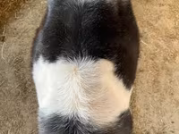 Сиыр, Бельгиялық көк — 6-сурет