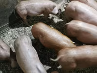 Eber, Schweine — Foto 4