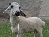 كبش, Blackheaded Persian sheep — الصورة 2