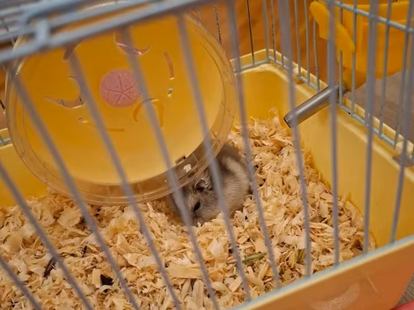 Hamster qəfəsi – kompakt və tam dəst - Rəng: sarı altlıq, boz metal