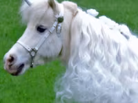 فرس, Miniature horse — الصورة 8