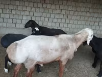 Widder, Edilbay sheep — Foto 1