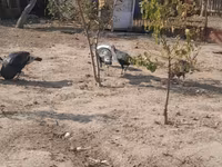 Turkeys — լուսանկար 6