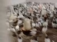 Chickens — الصورة 4