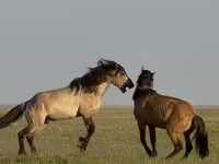 Cavalo, Bashkir horse — foto 3