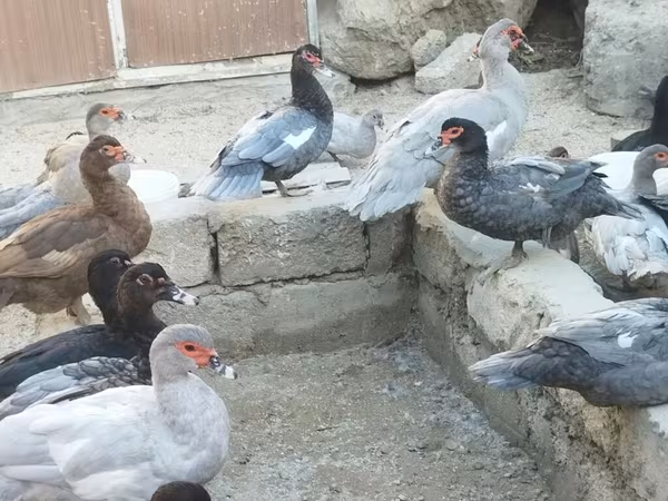 Hausente