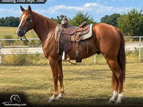 Ձի, Missouri foxtrotter