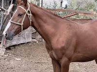 Էգ ձի, Friesian sport horse — լուսանկար 1