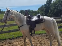 حصان, Kentucky mountain daddle horse — الصورة 8