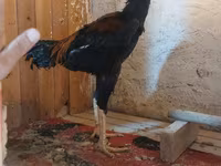 Chickens — լուսանկար 6