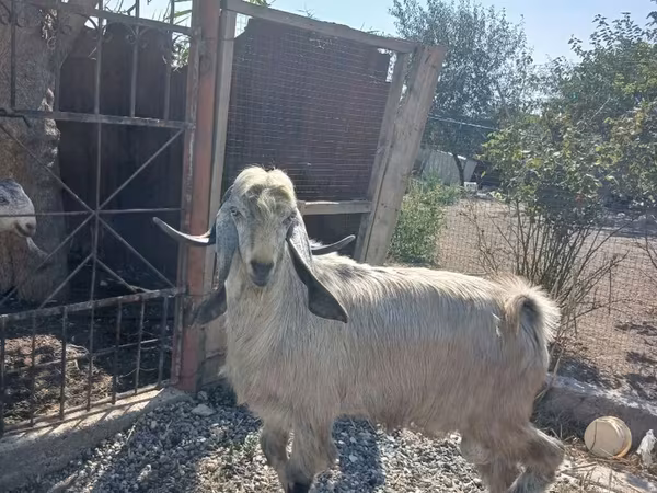 Bode, Damask goat
