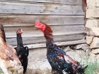 Gallinas Shamo — foto 1