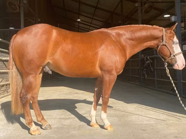 Hengst, Quarter Horse