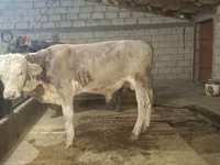 Bull, Simmental cattle — photo 2