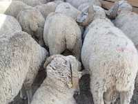 Ram, Merino sheep — photo 1