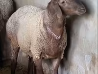 Ram, Sheep — photo 2