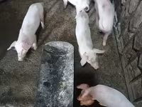Sow, Pigs — photo 3