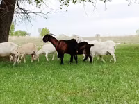 बकरी, Saanen goat — फ़ोटो 2