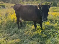 गाय, मवेशी — फ़ोटो 1