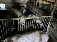 नर सूअर, सूअर — फ़ोटो 3