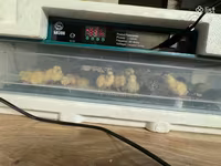 Quails — photo 3