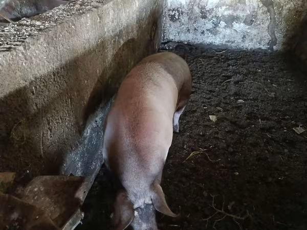 خنزير ذكر, الخنازير