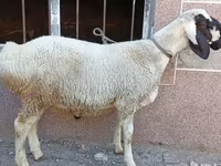 Խոյ, Arashan sheep — լուսանկար 6
