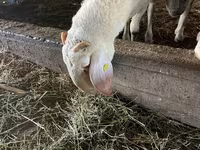 Қошқар, Assaf sheep — 3-сурет