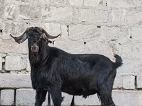 Արու այծ, Anatolian Black goats — լուսանկար 4