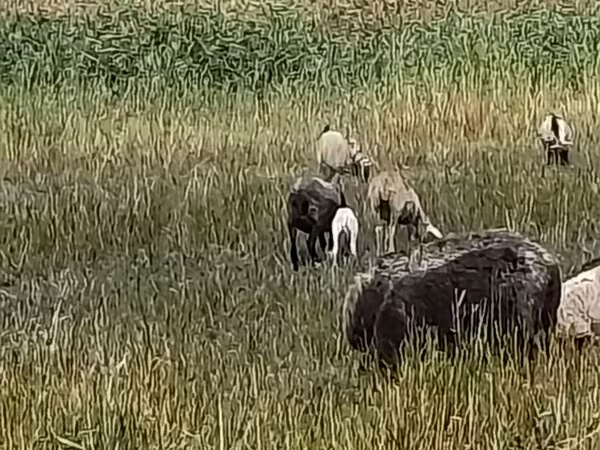 Қой, Romanov sheep