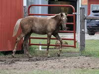 Айғыр, Black Sea breed — 5-сурет