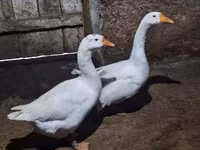 Geese — photo 1