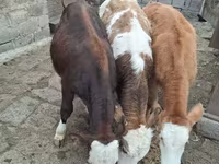 Ցուլ, Simmental cattle — լուսանկար 6