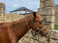 Жылқылар (топ, жынысы көрсетілмеген), Жылқылар — 3-сурет