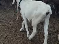 Ziege, Alpine goat — Foto 3