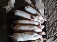 Էգ խոզ, Ландрас — լուսանկար 2