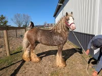Cavalo, Gypsy horse — foto 8