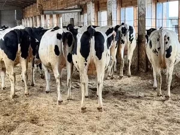 母牛, Holstein breed