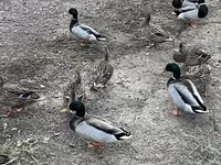 Ducks — फ़ोटो 7