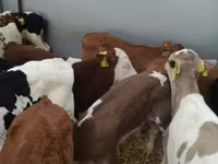 公牛, Limousin cow — 照片 7