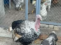 Chickens — photo 5