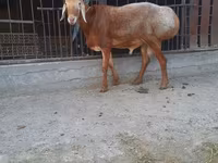 Խոյ, Saryarka sheep — լուսանկար 1
