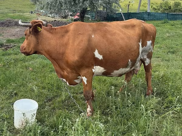 Vaca, Ganado vacuno