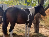 Hengst, French Trotter — Foto 1