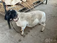 Қошқар, Dorper sheep — 5-сурет